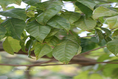 Handroanthus chrysanthus subsp. meridionalis